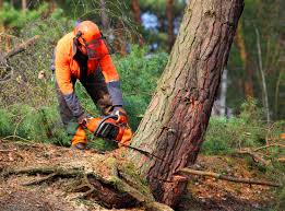 Best Tree Preservation Services  in Endicott, NY